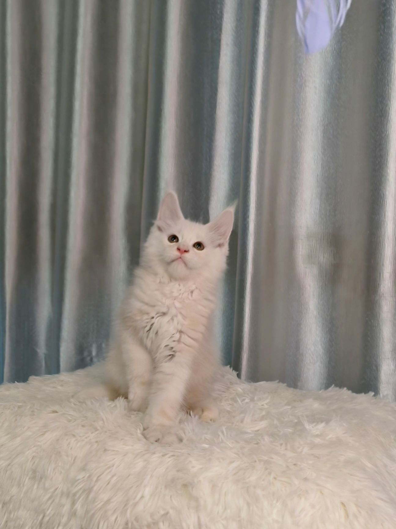 缅因猫